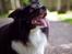 Border collie Satu (Hummelhund)