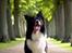 Border collie Satu (Hummelhund)