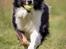 Border collie Satu (Hummelhund)