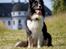 Border collie Satu (Hummelhund)