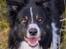 Border collie Satu (Hummelhund)