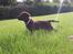 Labrador retriever Ziva - 11 uger
