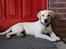 Labrador retriever Max