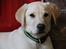Labrador retriever Max