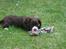 Field Trial Cockerspaniel Spilops Donphan Dagmar