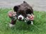 Field Trial Cockerspaniel Spilops Donphan Dagmar