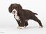 Field Trial Cockerspaniel Spilops Donphan Dagmar
