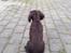 Field Trial Cockerspaniel Spilops Donphan Dagmar