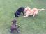 Field Trial Cockerspaniel Spilops Donphan Dagmar