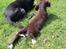 Field Trial Cockerspaniel Spilops Donphan Dagmar