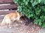 Field Trial Cockerspaniel Spilops Donphan Dagmar
