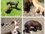 Field Trial Cockerspaniel Spilops Donphan Dagmar