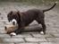 Field Trial Cockerspaniel Spilops Donphan Dagmar