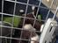 Field Trial Cockerspaniel Spilops Donphan Dagmar