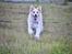 Border collie Zecara's Funky Diva (Himmelhund)
