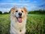 Border collie Zecara's Funky Diva (Himmelhund)