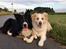 Border collie Zecara's Funky Diva (Himmelhund)