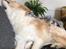 Border collie Zecara's Funky Diva (Himmelhund)