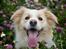 Border collie Zecara's Funky Diva (Himmelhund)