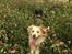 Border collie Zecara's Funky Diva (Himmelhund)