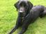 Labrador retriever Topper - Taget den 6/8-2017
