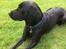 Labrador retriever Topper - Taget den 6/8-2017