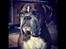 Boxer Bella