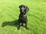 Labrador retriever Freddy