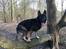 Schæferhund Amagers Pascal