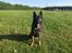 Schæferhund Amagers Pascal