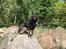 Schæferhund Amagers Pascal