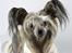 Chinese crested hårløs } Chelsy