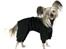 Chinese crested hårløs } Chelsy