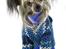 Chinese crested hårløs } Chelsy