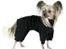 Chinese crested hårløs } Chelsy