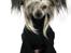 Chinese crested hårløs } Chelsy