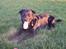 Blanding af racer Congo<3 R.I.P. ;(