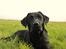 Labrador retriever Enya