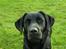 Labrador retriever Enya