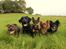 Labrador retriever Enya