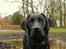 Labrador retriever Enya