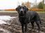 Labrador retriever Enya