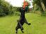 Labrador retriever Enya