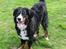 Berner sennenhund lillefix