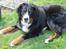 Berner sennenhund lillefix