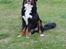 Berner sennenhund lillefix