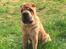 Shar pei Aiko