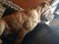 Shar pei Aiko