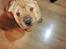 Shar pei Aiko