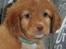 Nova scotia duck tolling retriever Aquafox Sebrings Fangio Chicane"Casey"